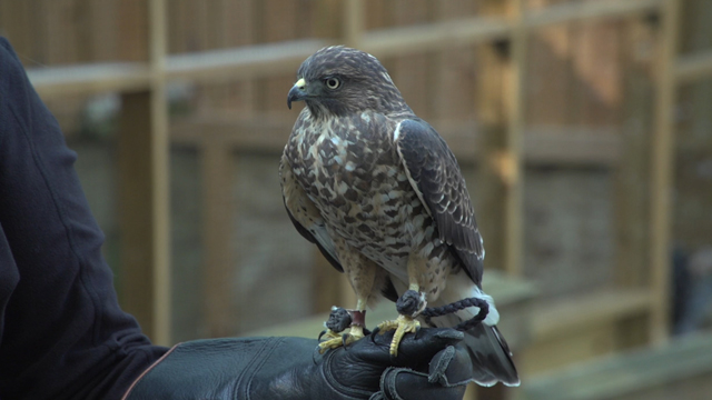 A hawk perched on glove. (Credit: Michael Strathen) - Series promo attached.